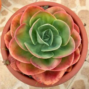 Echeveria Mandala