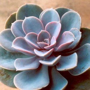 Echeveria Perla de Nuremberg