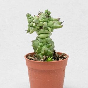 Euphorbia Horrida Monstruosa